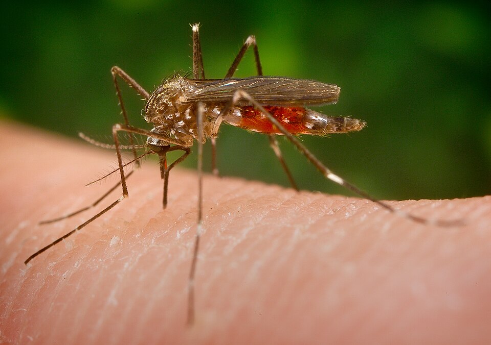 Asian Bush Mosquito
