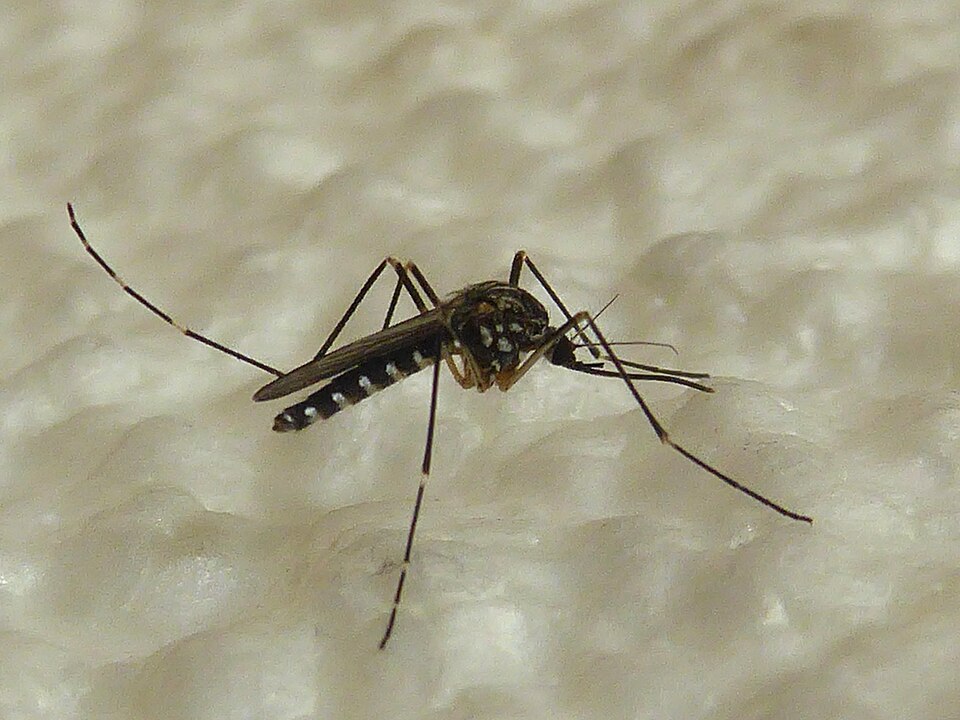 Korean bush mosquito