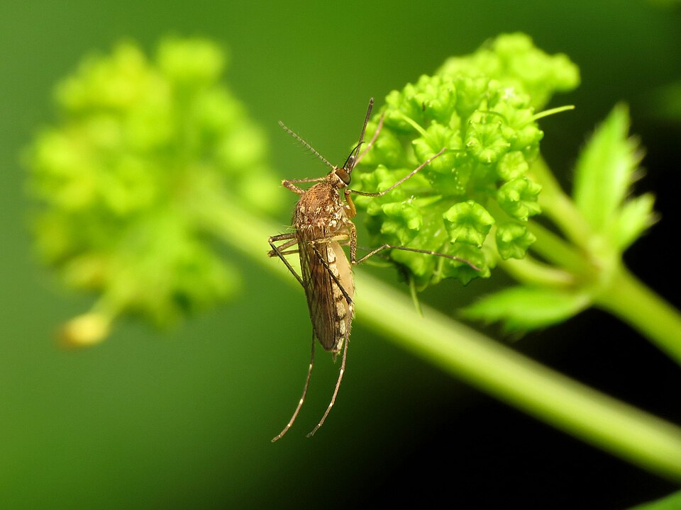 Vexans Mosquito