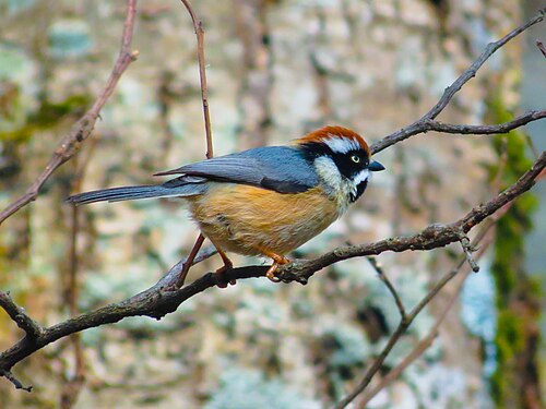 Black-throated Tit
