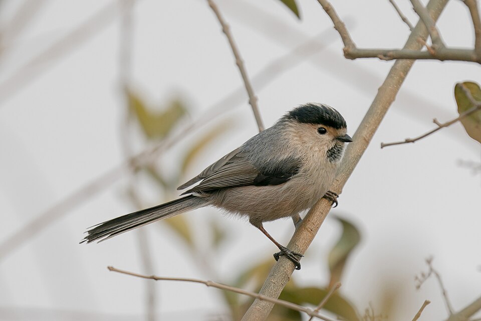 Silver-throated Tit