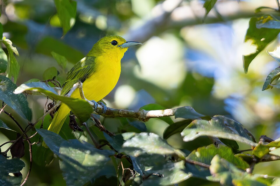 Great Iora
