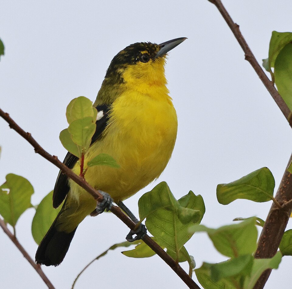 Common Iora