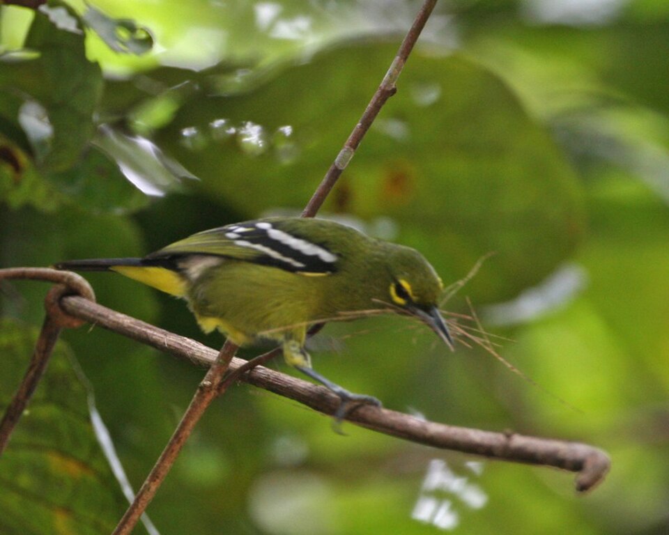 Green Iora