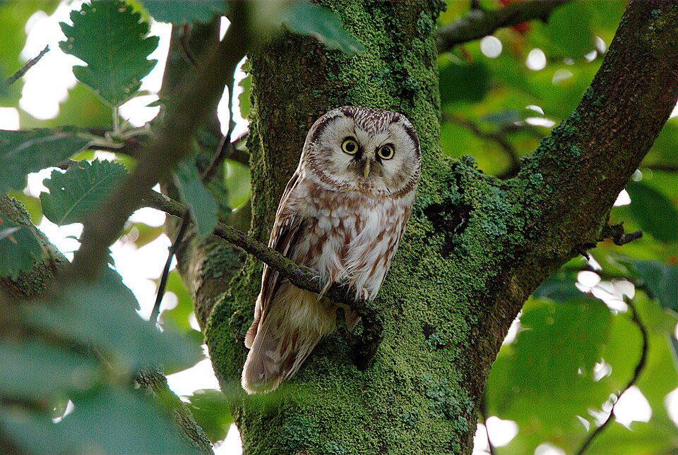 Boreal Owl