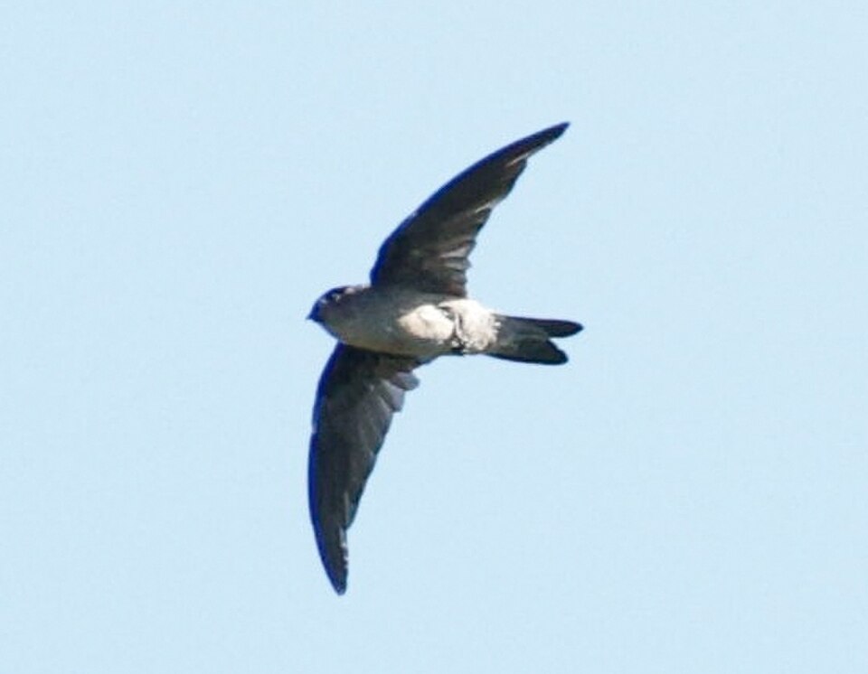 Seychelles Swiftlet