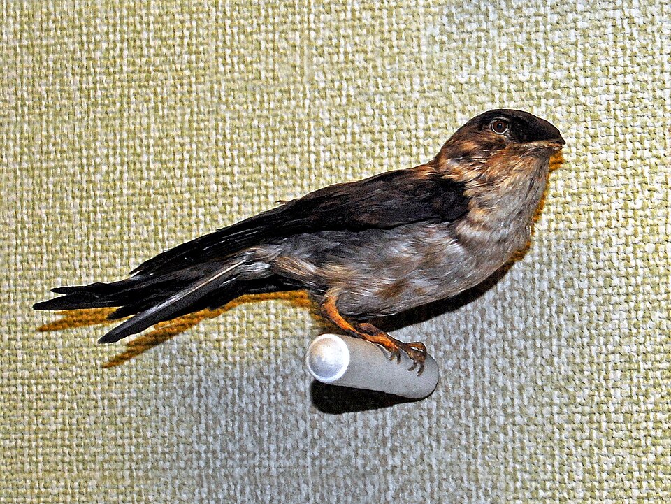 White-nest Swiftlet