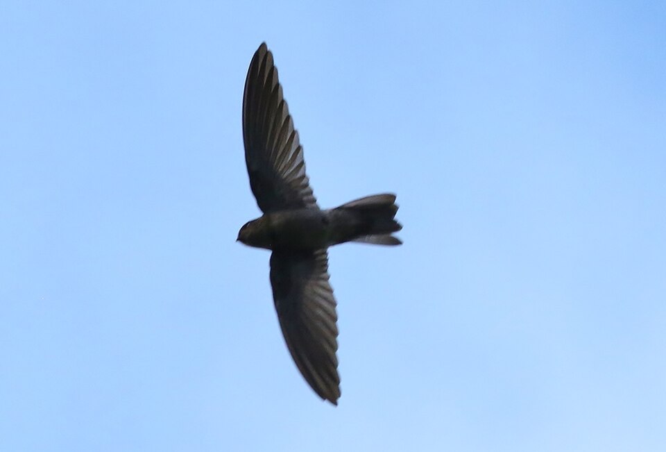 Caroline Islands Swiftlet