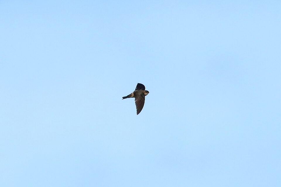 Palau Swiftlet