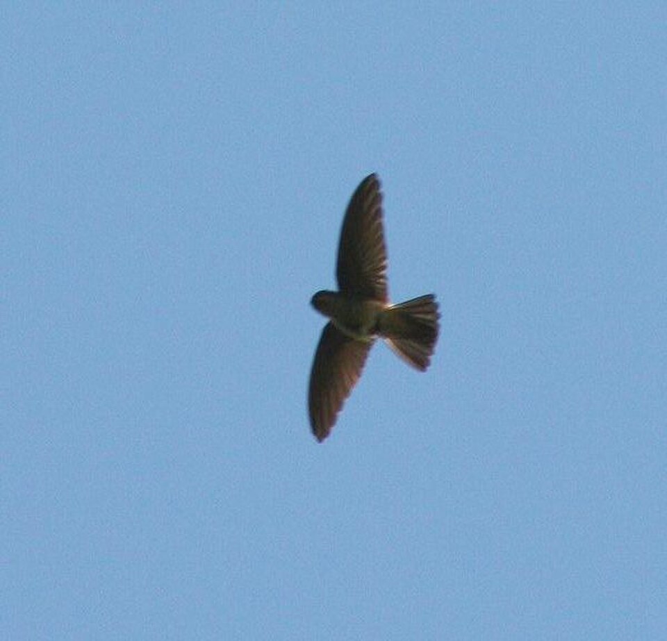 White-rumped Swiftlet