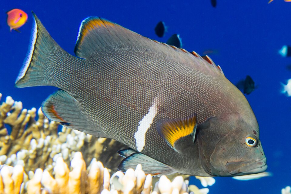 Redmouth grouper