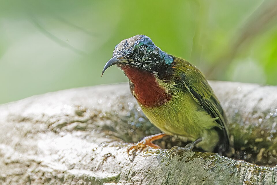 Fork-tailed Sunbird