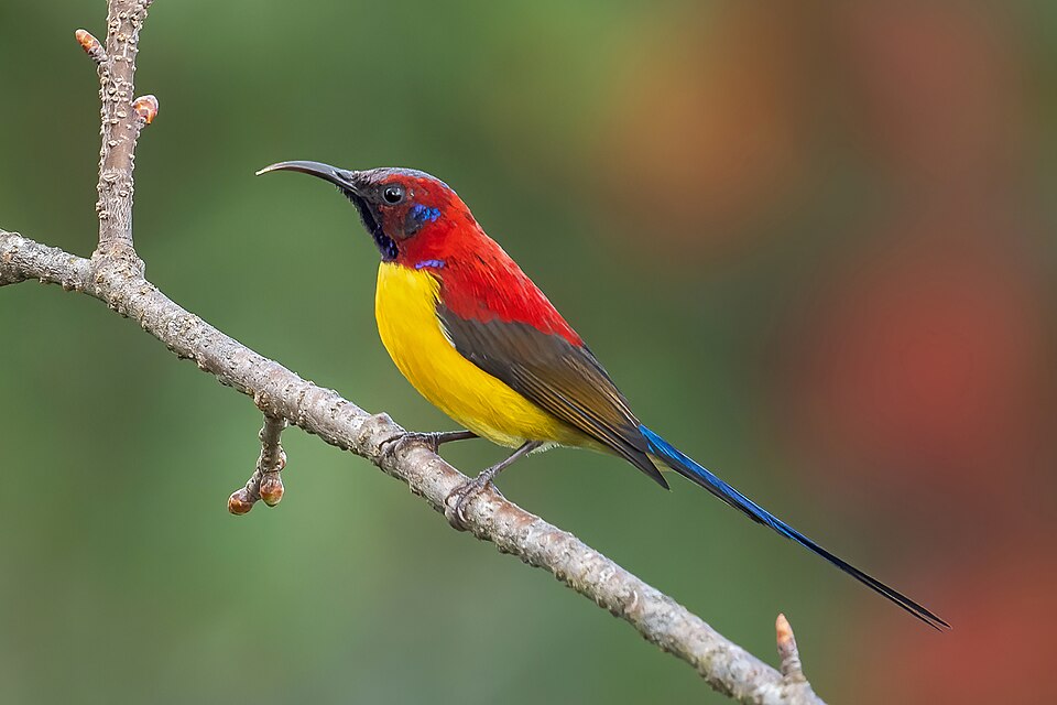 Gould's Sunbird
