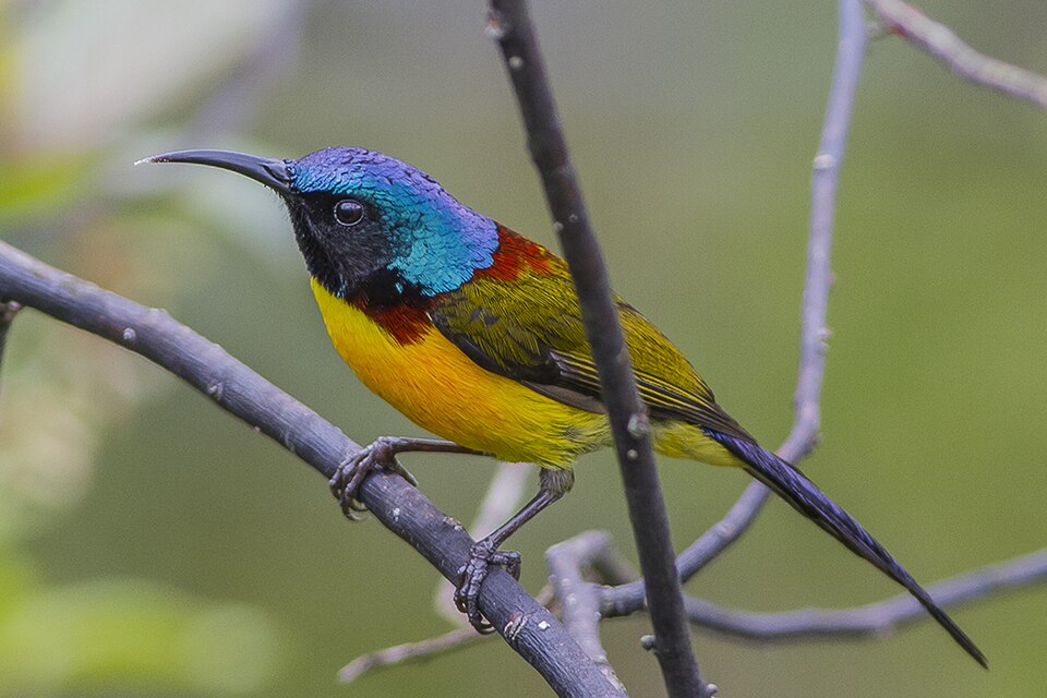 Green-tailed Sunbird