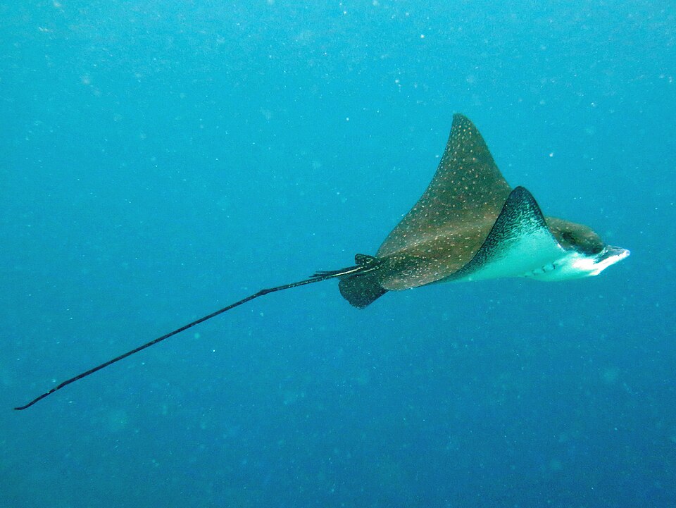 Ocellated Eagle Ray