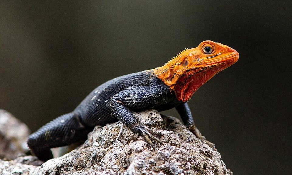 Common agama