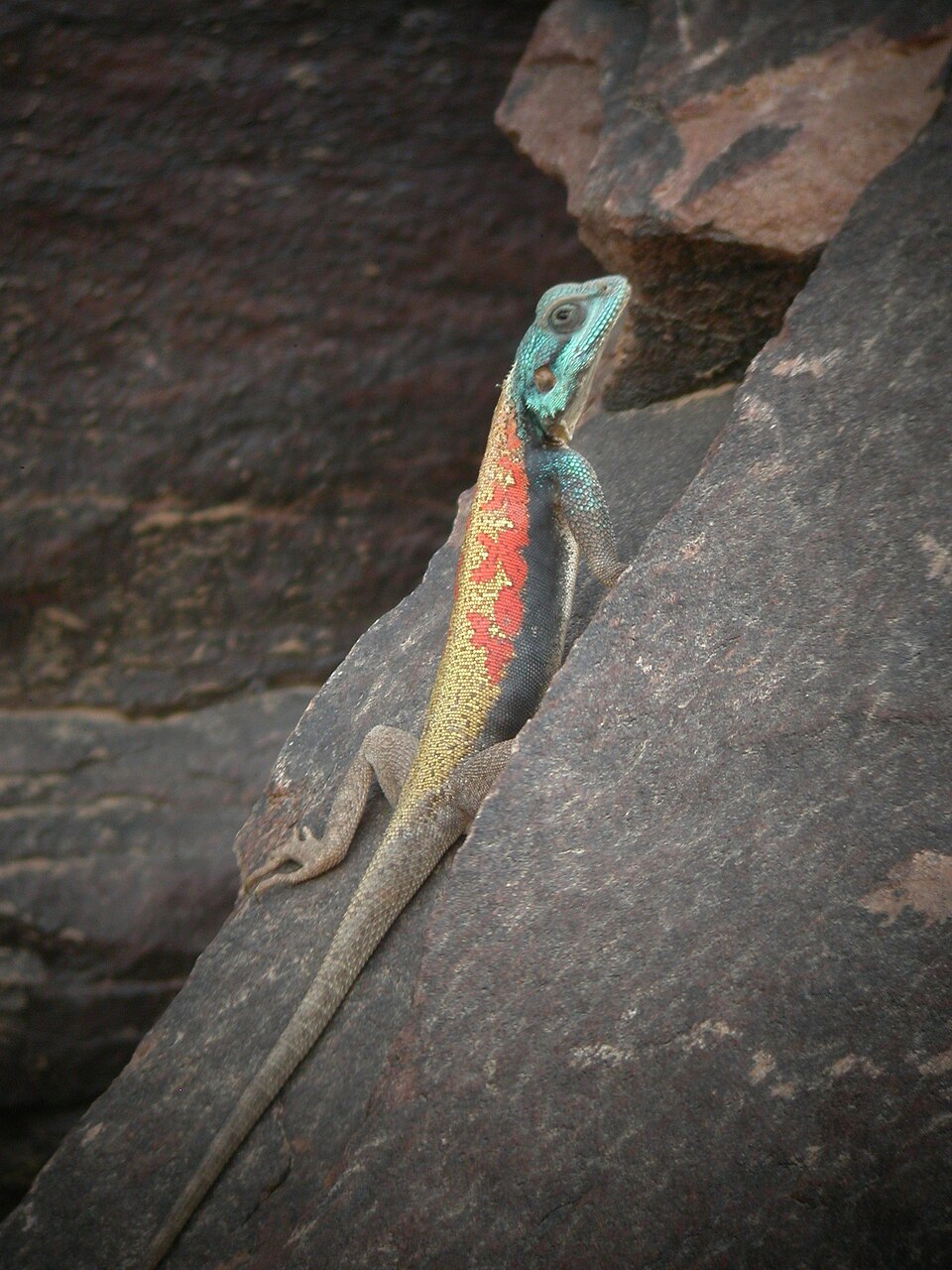 Boulenger's Agama