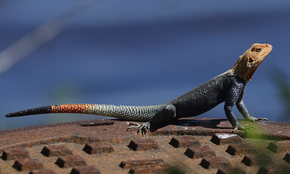 Red-headed agama