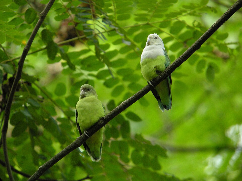 Gray-headed Lovebird