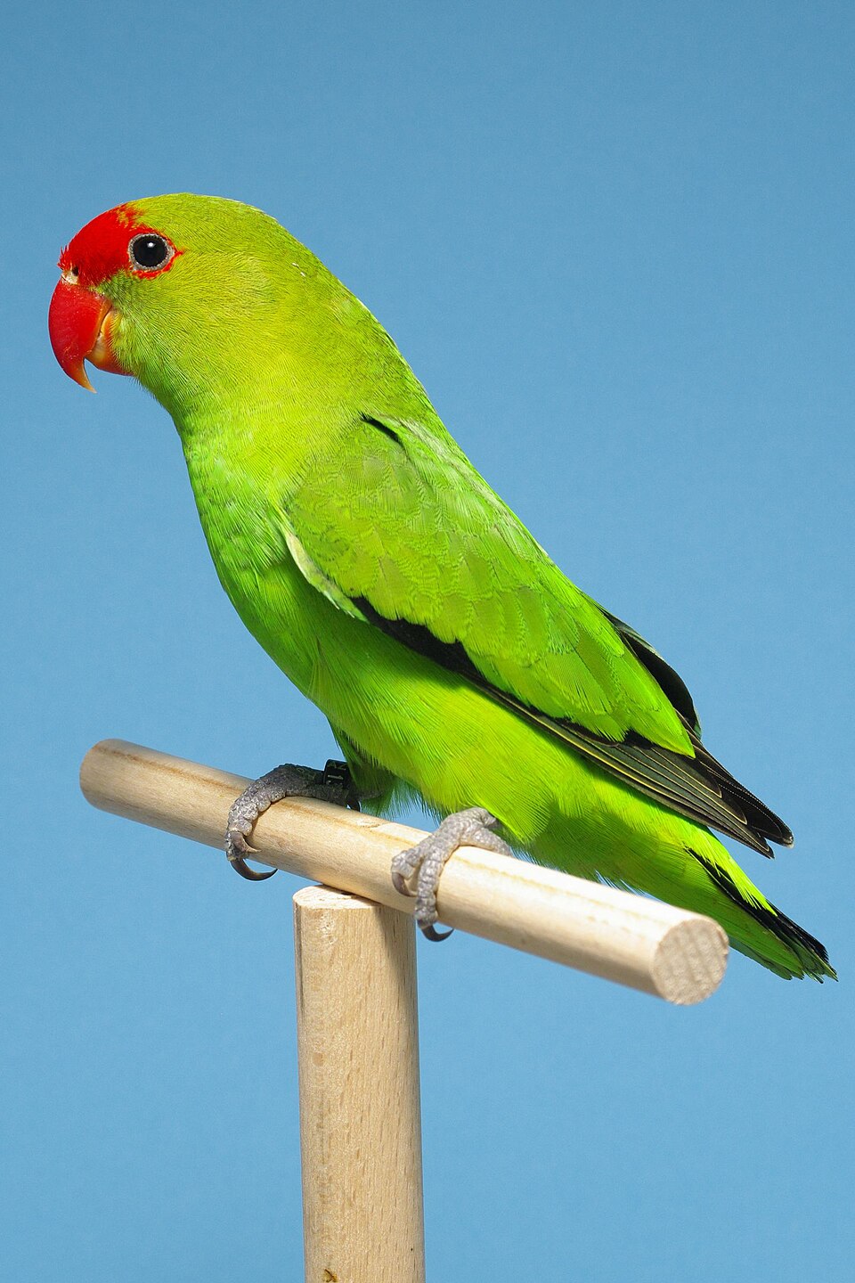Black-winged Lovebird