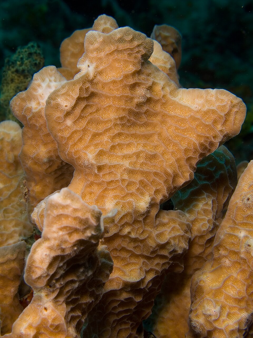 lettuce coral