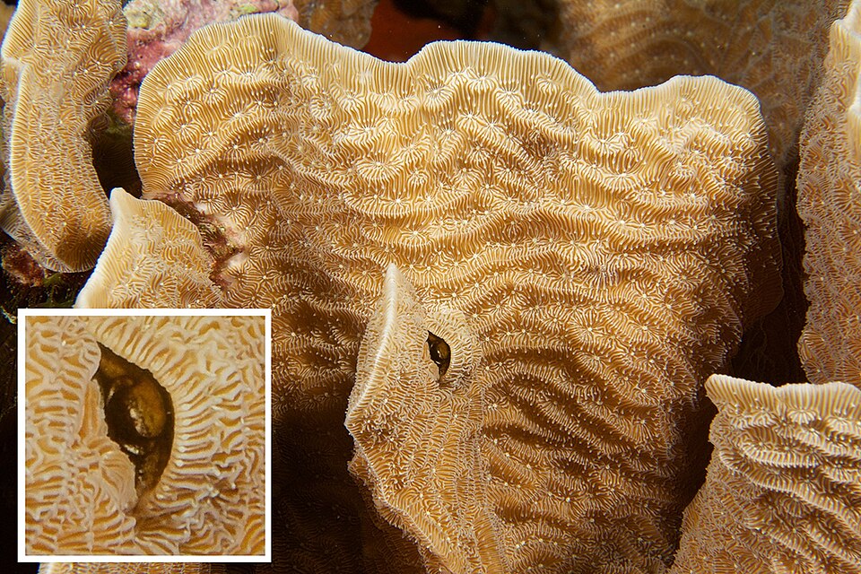 Ribbon Coral