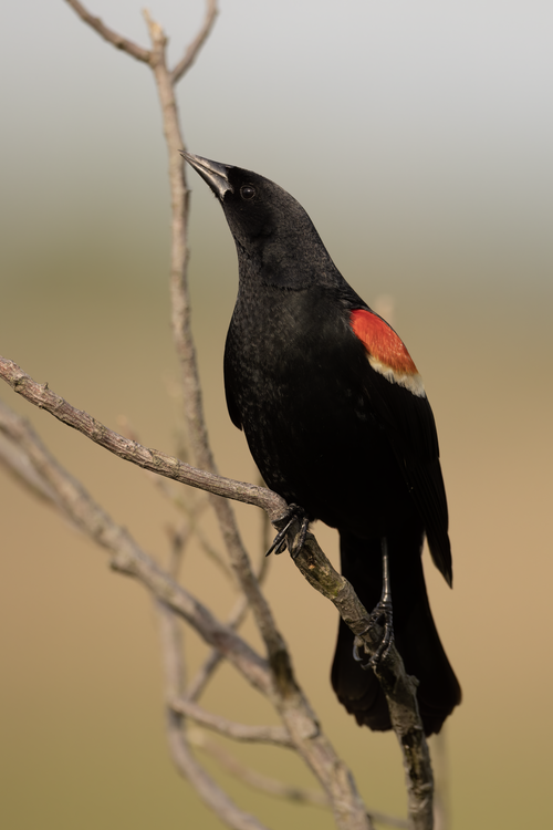 Red-winged Blackbird