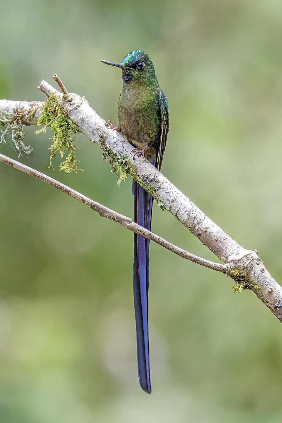 Violet-tailed Sylph