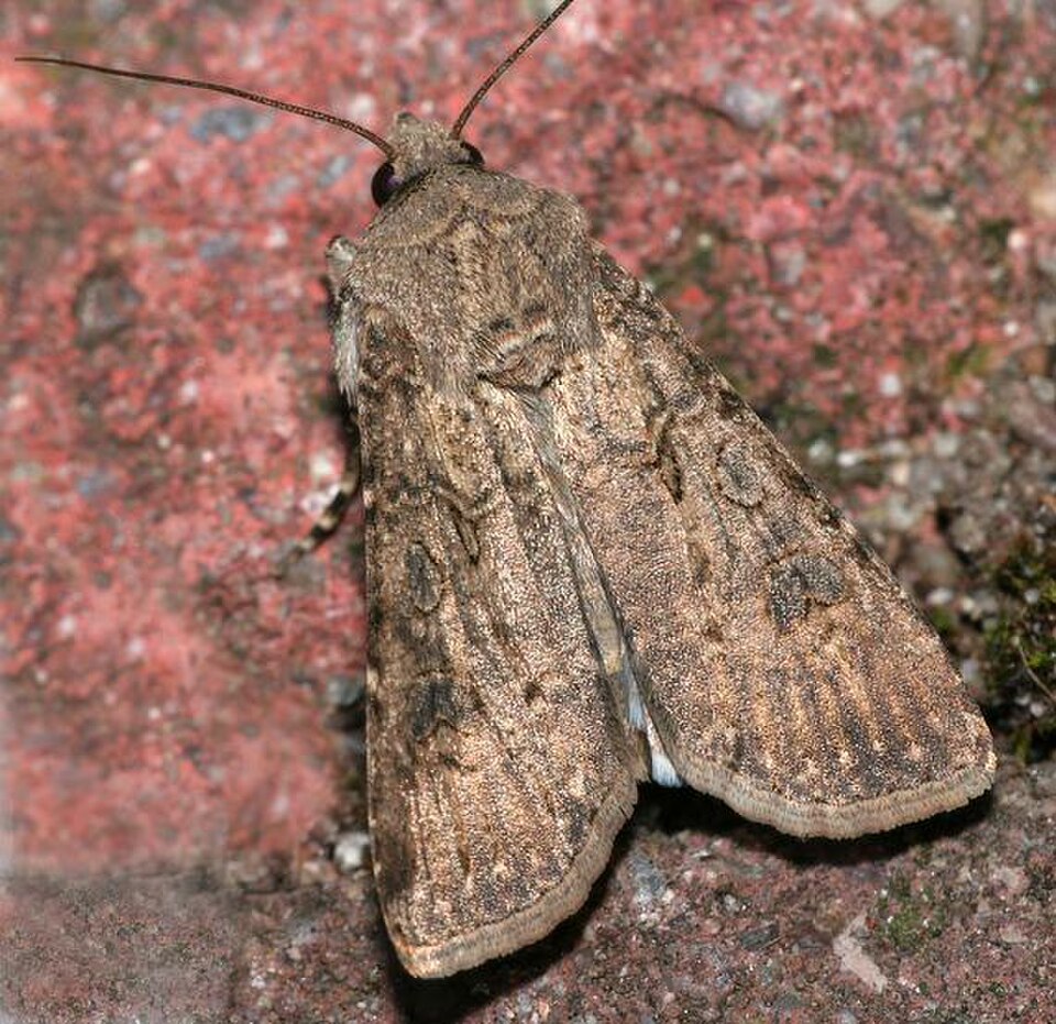 Turnip Moth