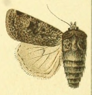 Crescent Dart