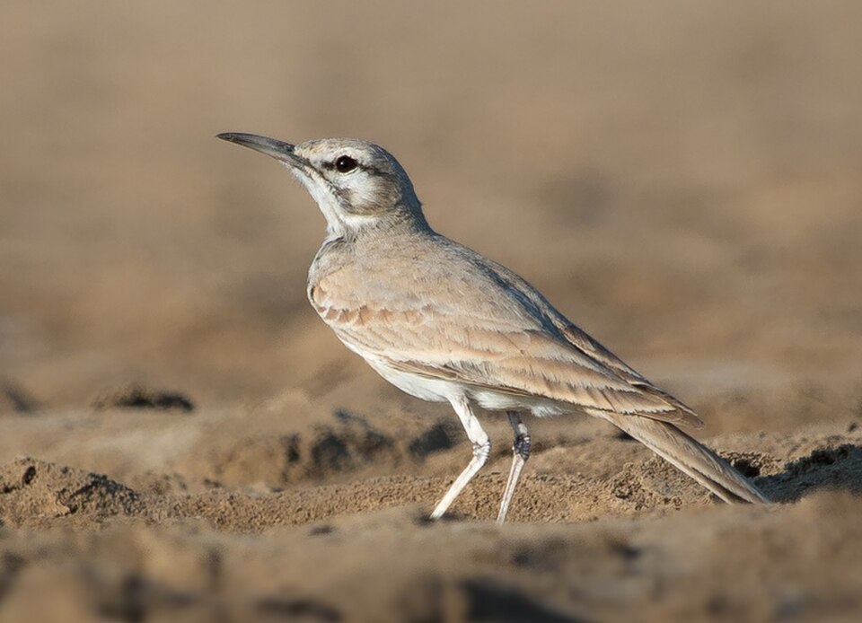Greater Hoopoe-Lark
