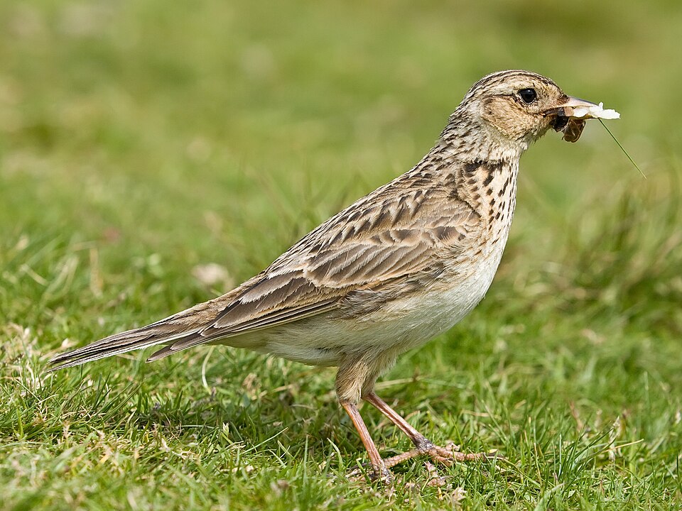 Eurasian Skylark