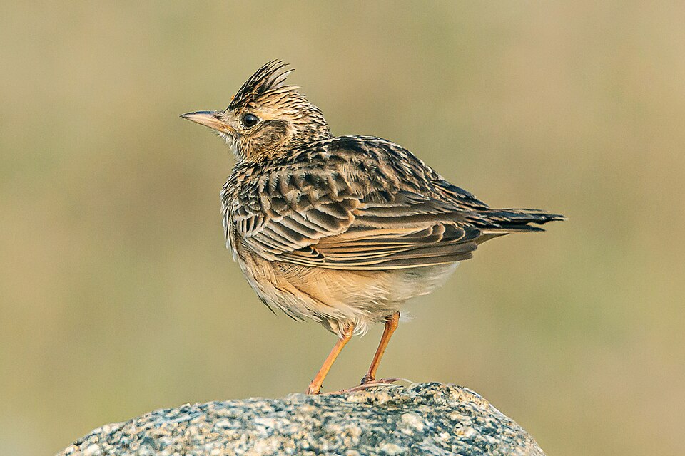 Oriental Skylark