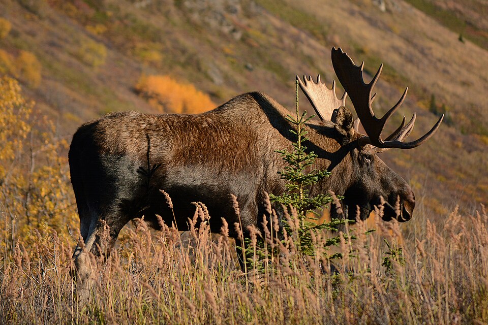moose