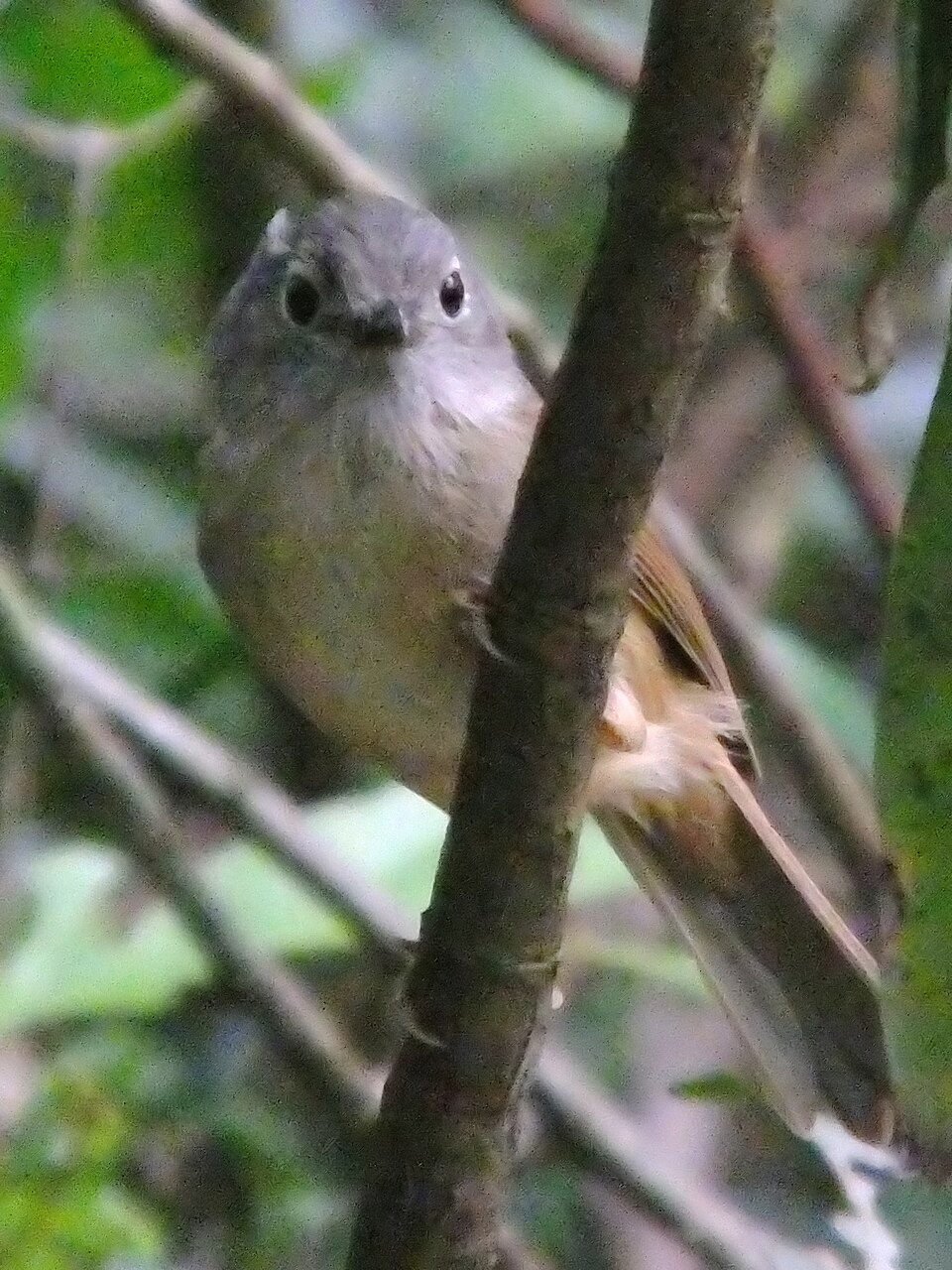Huet's Fulvetta
