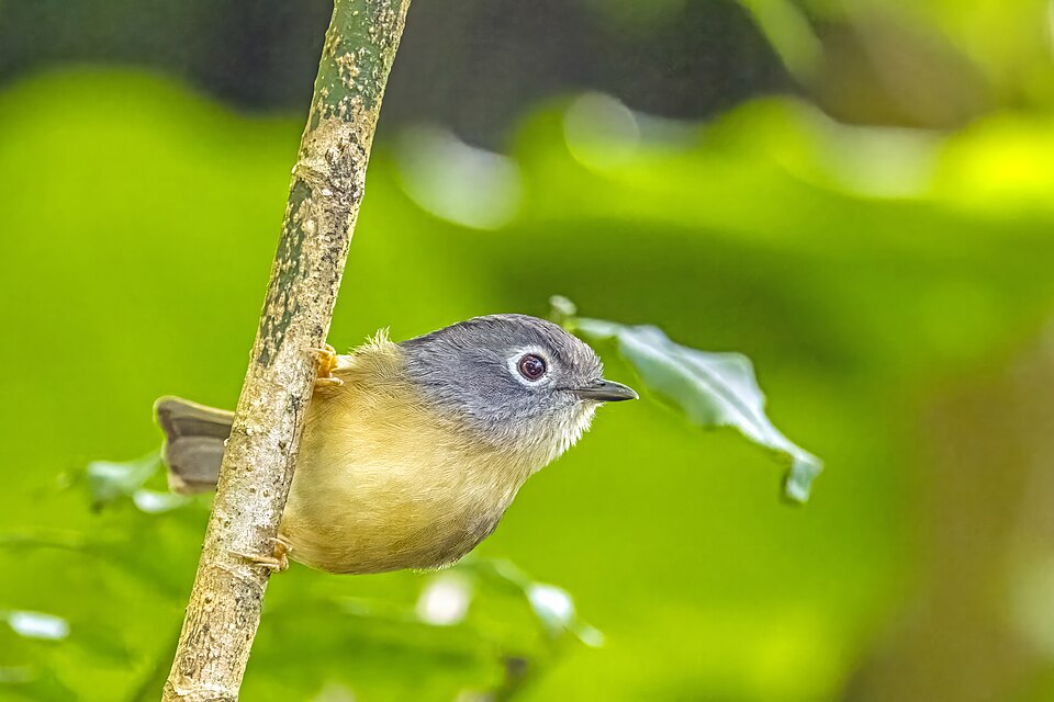 Morrison's Fulvetta