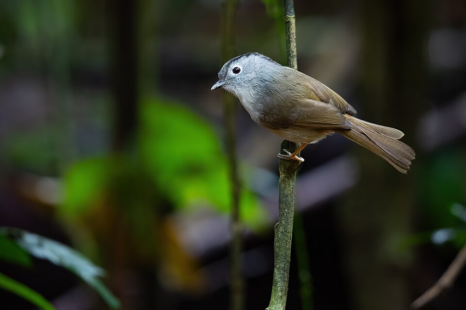 Mountain Fulvetta
