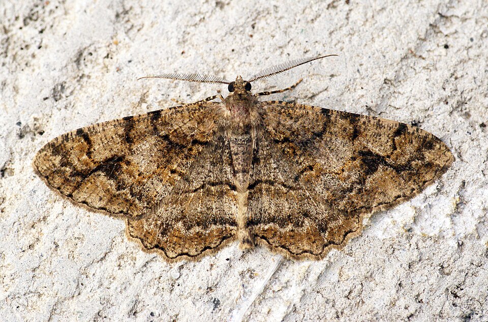 Mottled Beauty