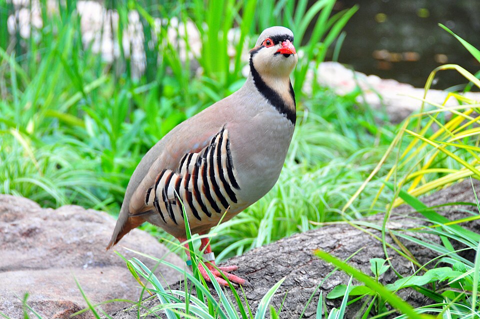 Chukar