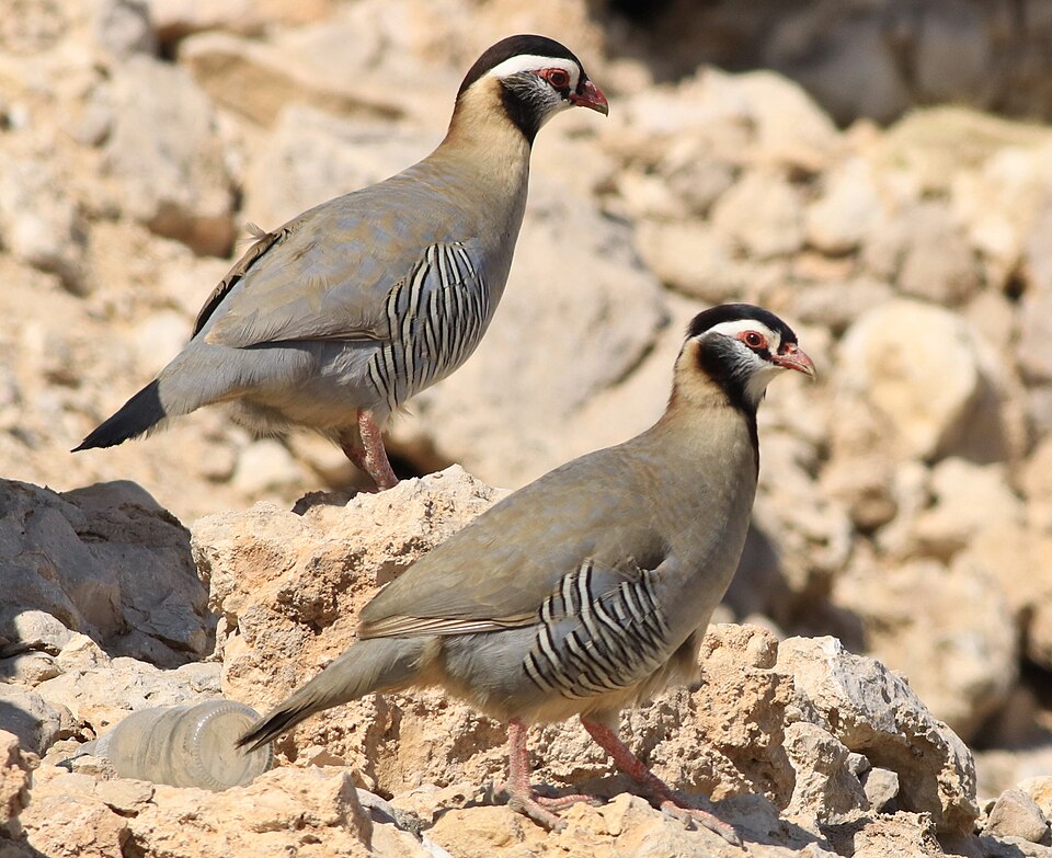 Arabian Partridge