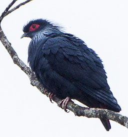 Madagascar Blue-Pigeon