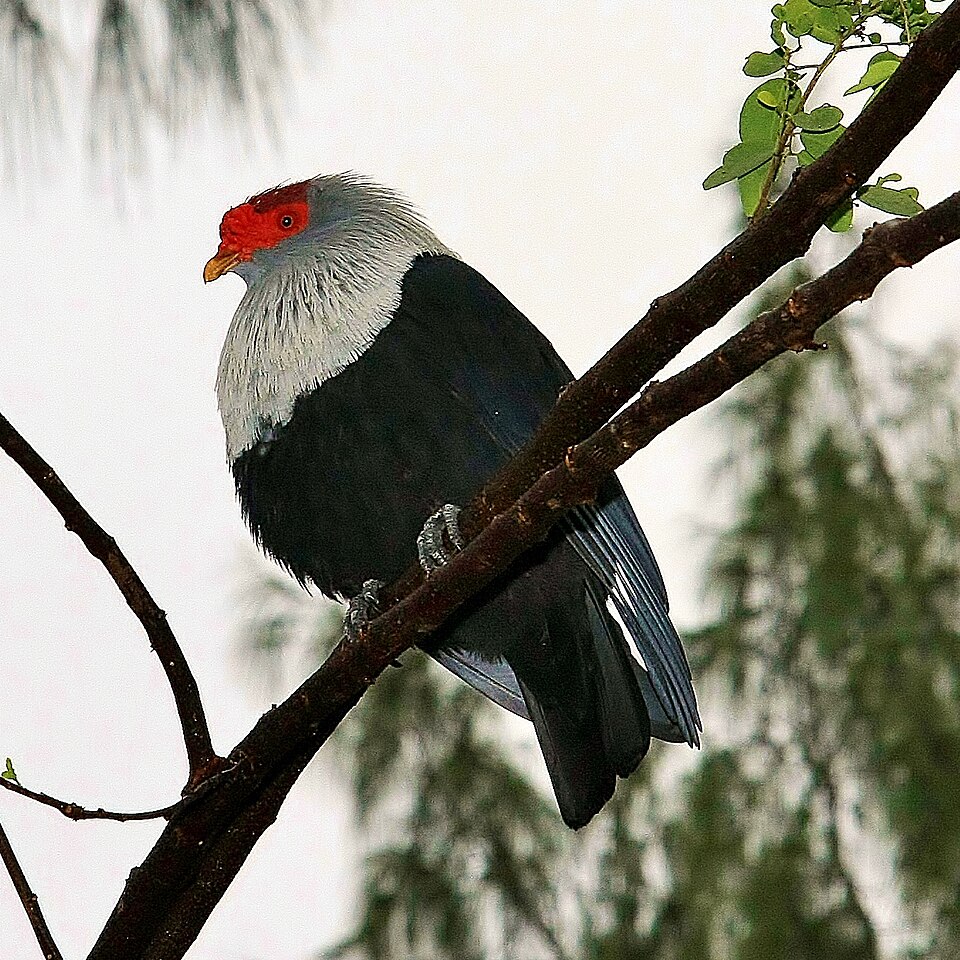 Seychelles Blue-Pigeon