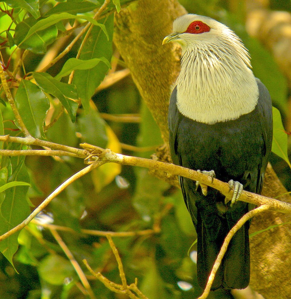 Comoro Blue-Pigeon
