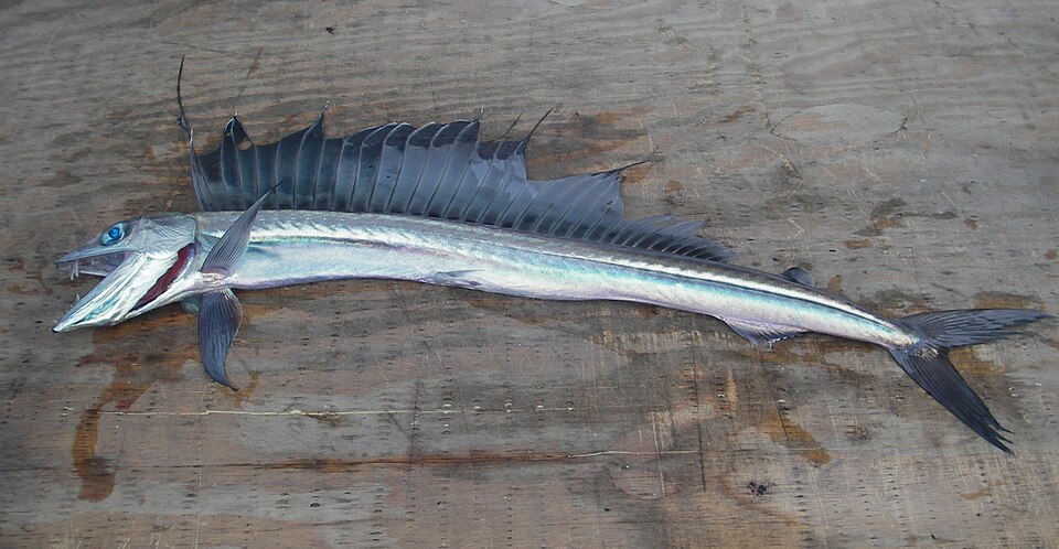 Long snouted lancetfish, Lancetfish