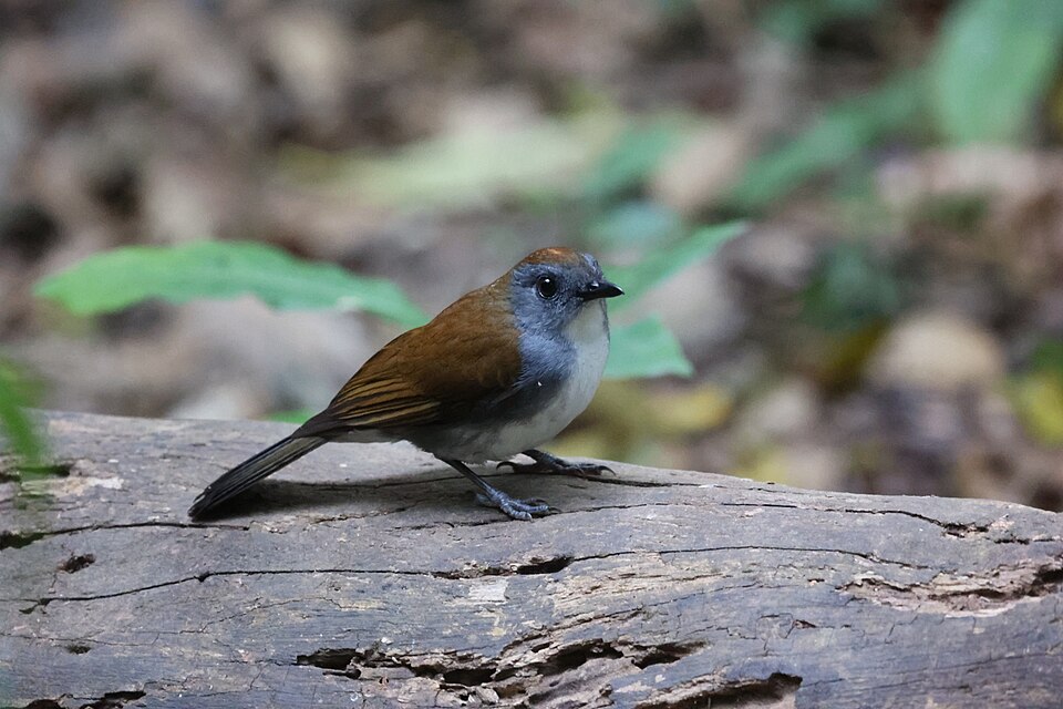 Fire-crested Alethe