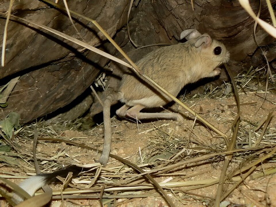 Small Five-toed Jerboa