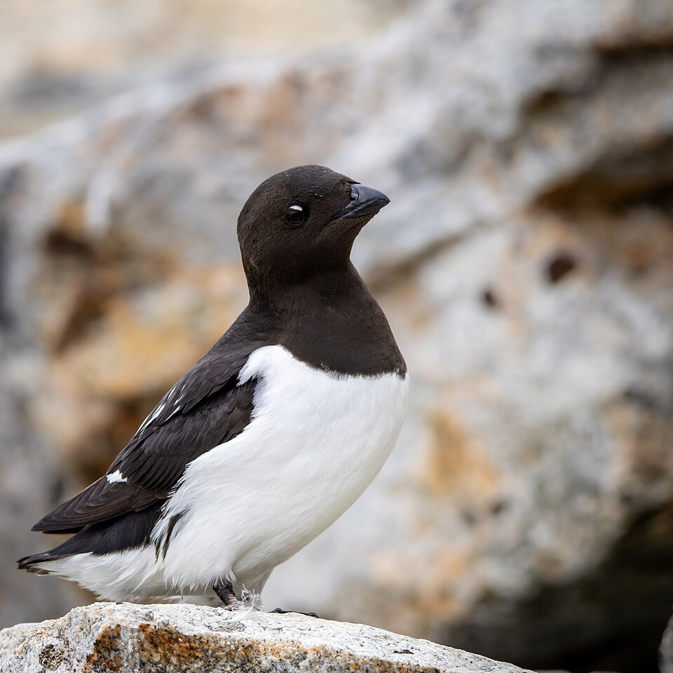 Dovekie