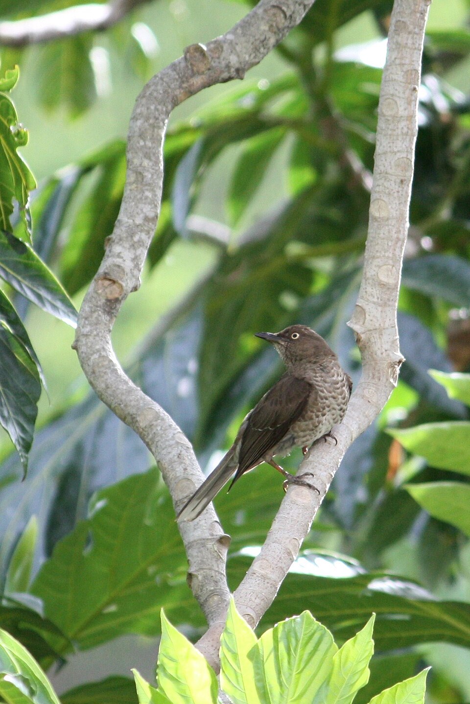 Scaly-breasted Thrasher