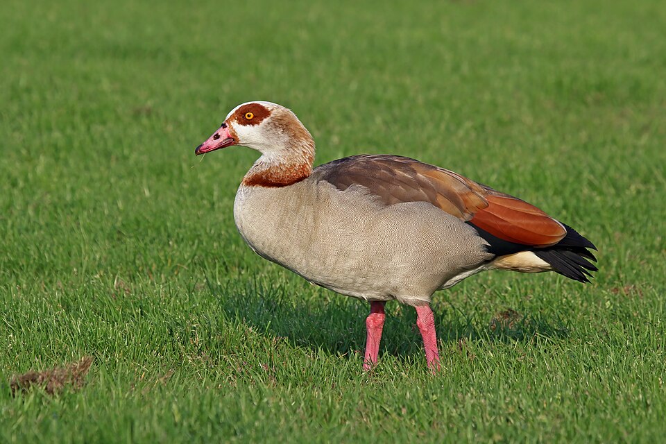 Egyptian Goose