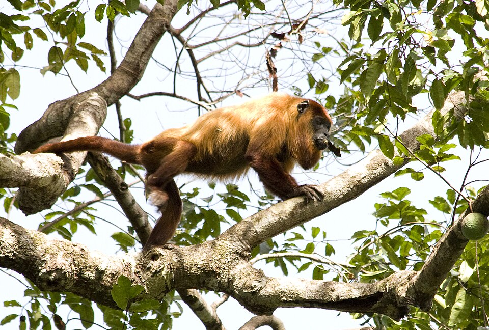 Guyanan Red Howler
